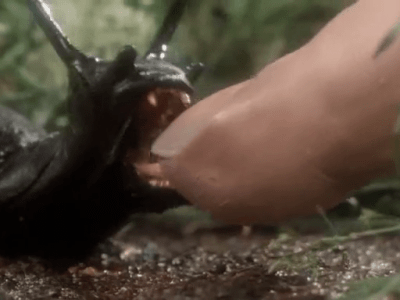 [Roman] SLUGS de Shaun&nbsp;Hutson